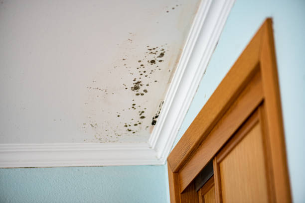 Best Commercial Mold Removal  in Princeton, IL