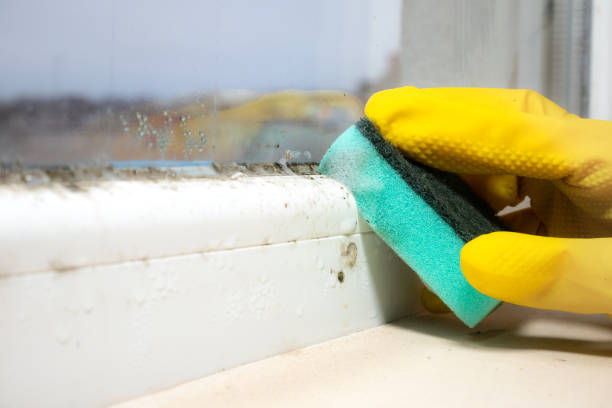 Professional Mold Removal in Princeton, IL