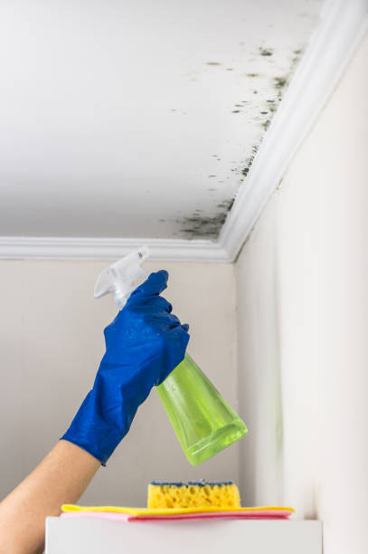 Best Attic Mold Removal  in Princeton, IL